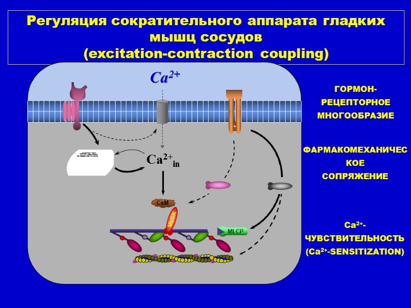 Регуляция сократительного аппарата гладких мышц сосудов (excitation-contraction coupling) Са2+in Ca2+ ГОРМОН-РЕЦЕПТОРНОЕ МНОГООБРАЗИЕ ФАРМАКОМЕХАНИЧЕСКОЕ 